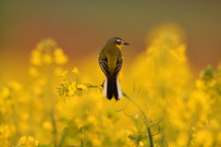 Schafstelze im Rappsfeld