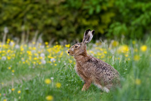 Hase auf Frühlingswiese