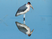 Ich bin doch schön oder?