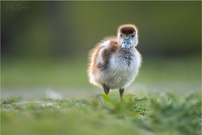 Flauschi im Morgenlicht