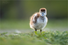 Flauschi im Morgenlicht