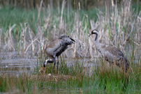 Die nächste Generation