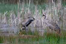 Die nächste Generation