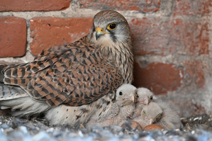 Der Falkennachwuchs ist wohlauf