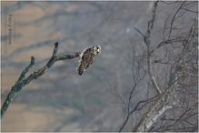 Im Banne des Blickes ...