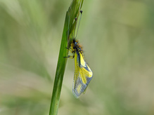 Libellen-Schmetterlingshaft (Libelloides coccajus), seitliche Ansicht