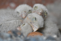 Sie schlafen sich groß