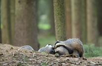 Dachsfamilie