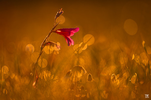 Einzelne Gladiole