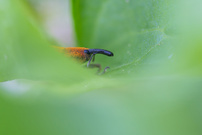 Versteckt