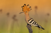 abendlicher Besuch bei meinem Freund...