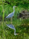 Graureiher mit Spiegelung