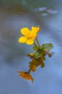 Sumpfdotterblume im Wasser