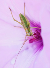 Steppen-Sattelschreckenbaby (Ephippiger ephippiger)