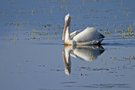 Krauskopfpelikan mit leichter Spiegelung