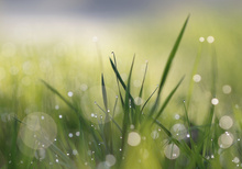 dewdrops