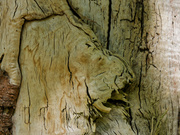 Der Löwe
