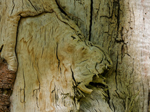Der Löwe