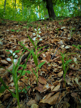 Wald der Schwertblättrigen Waldvöglein