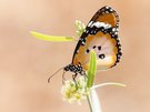 Afrikanischer Monarch