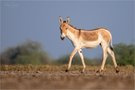 Indischer Wildesel - die letzten ihrer Art
