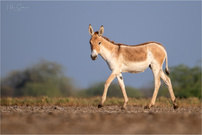 Indischer Wildesel - die letzten ihrer Art