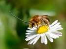 Männliche Mai-Langhornbiene (Eucera nigrescens)