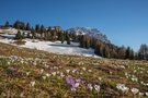 Bergfrühling