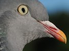 Taubenmakro
