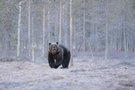 Frozzybär