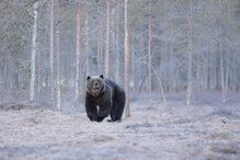 Frozzybär