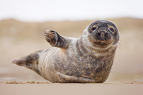 Huhu!
