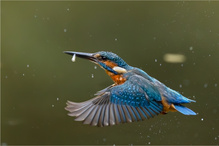 Eisvogel