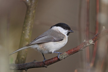 Richtige Position