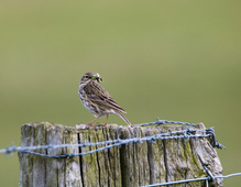 Wiesenpieper