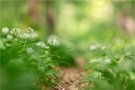Der Weg durch den Bärlauchwald