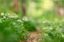 Der Weg durch den Bärlauchwald