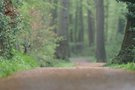 im Wald