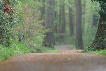 im Wald