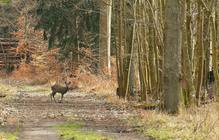 Auf der alten Straße