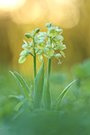 blasses Knabenkraut