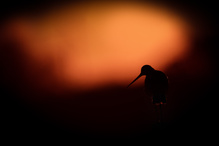 FIRST LIGHT