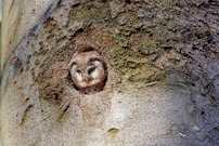 Raufusskauz