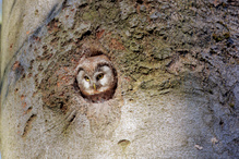 Raufusskauz