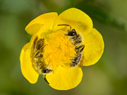 Zwei schlafende, männliche Hahnenfuß-Scherenbienen (Chelostoma florisomne)
