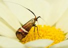 Langhornmotte (Adela australis) (2)