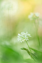 Alliums Zauber