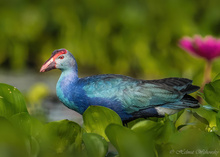 Purpurhuhn
