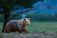 Mamabär