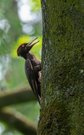 Schwarzspecht im Auwald